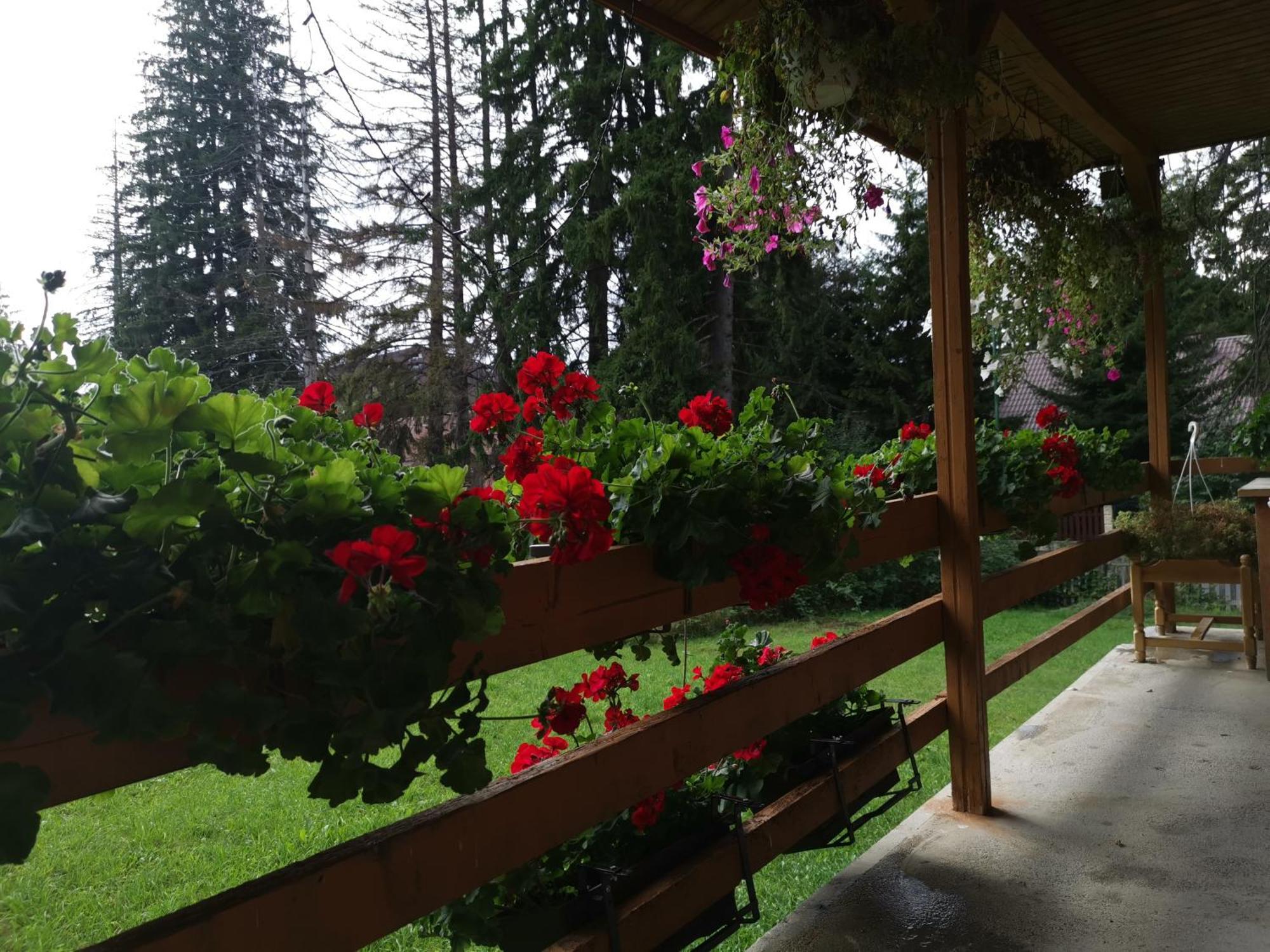 Challet Montan Poiana Brasov Extérieur photo