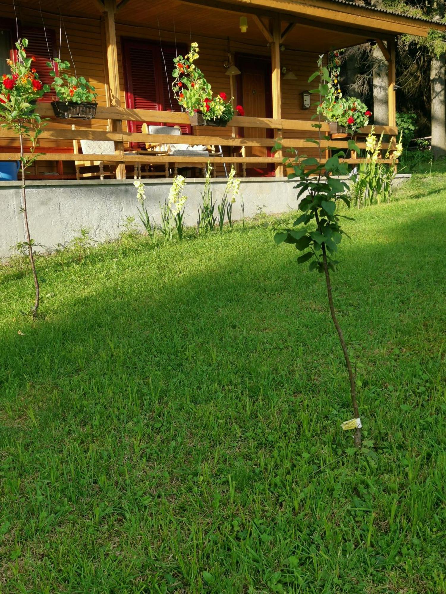 Challet Montan Poiana Brasov Extérieur photo